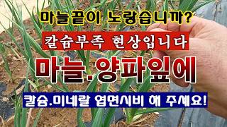 [텃밭농부 2,161]  마늘의 끝이 마를 때. 칼슘과 미네랄을 엽면시비 해 주세요! #마늘재배 #양파재배