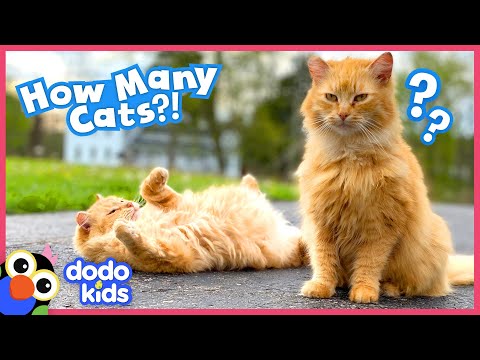 She Saved So Many Cats, She HAD to Build Them Their Own House!!! | Dodo Kids | Rescued!