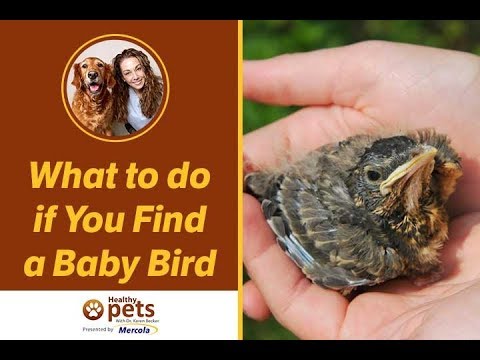 YouTube video about: How long can baby birds go without food?