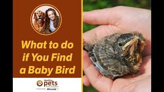 What to do if You Find a Baby Bird