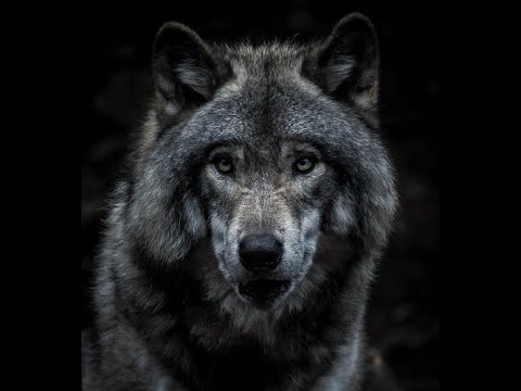 Nomad | Shamanic Drumming | Meditation Music