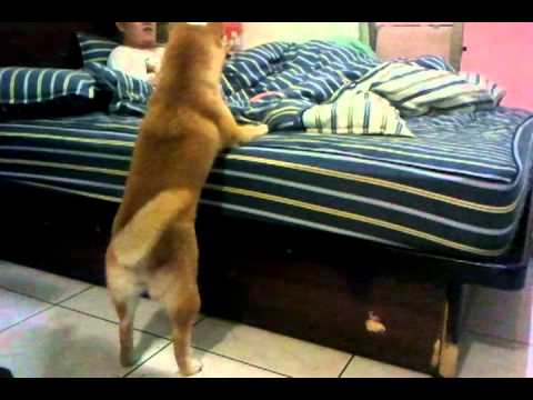 搞笑麵包撐桿跳(原發表者:小麵包的麻)(影片)