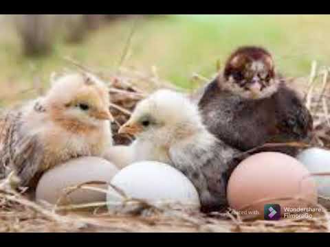 Ilay voromahery maty akoho.