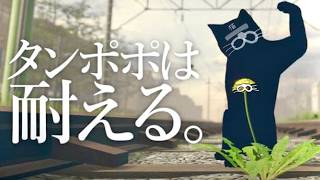これがド根性たんぽぽ侍の一生。【タンポポは耐える。】