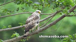 カンムリワシ幼鳥(動画あり)