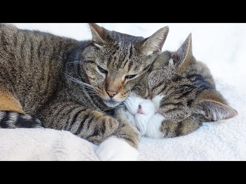 Maru's face is a very fluffy pillow.