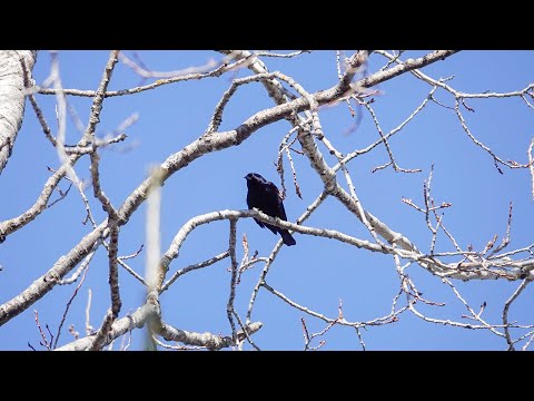 Red winged Blackbirds (22 March 2021)
