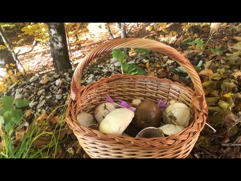 Gljive U Jesen - Šetna Staza Ponikve, Neverovatna Priroda