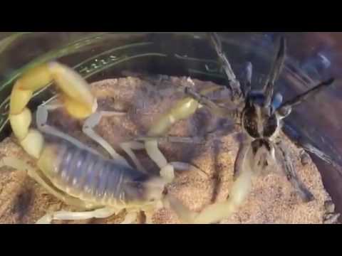 اقوى 5 معارك طاحنة بين حشرات تم تصويره على كاميرا ..!!