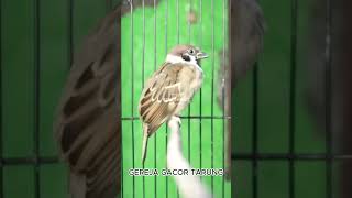 Download lagu Gereja Tarung Gacor Sped Rapat mp3