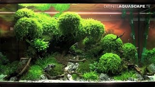 The Art of the Planted Aquarium 2015 - EHEIM (XL) compilation