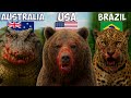 The Deadliest Animal in Every Country