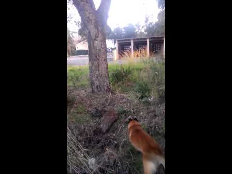 comment monter au arbre