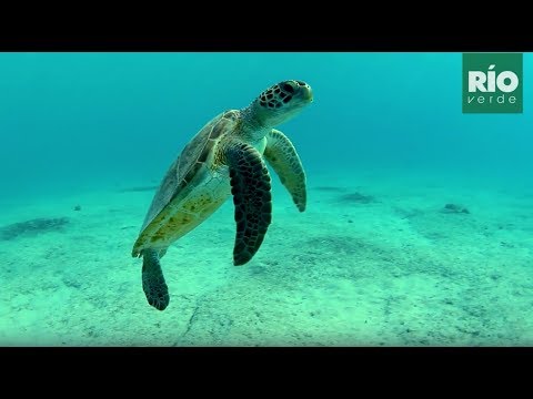 Chelonia mydas