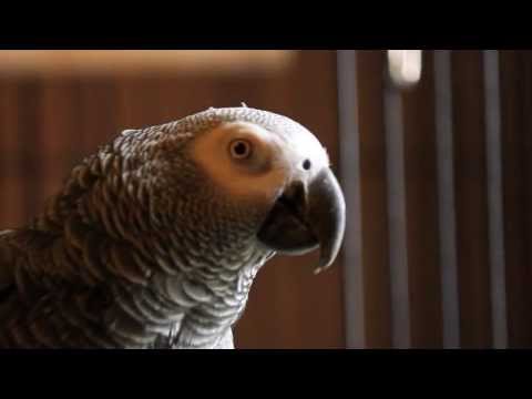 Cecil South African Grey Parrot making sounds