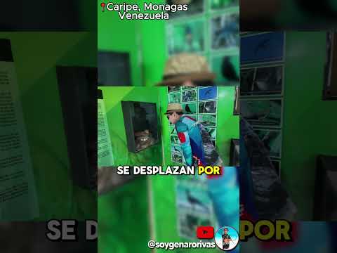 Historia y naturaleza: El Guácharo de Monagas 🦉
