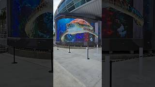 Watch out for the sea turtles in Nassau Bahamas #cruise #weekend #love #shorts