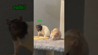 typical rat behavior 🫧