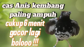 Download lagu Pancingan Anis kembang kembang betina || Cas Anis kembang betina birahi mp3