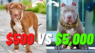 The Truth About Cheap vs Expensive Pit Bulls: Is the Price Worth It?