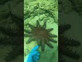 Crown-of-thorns starfish ⭐️🐟 #fishing #hawaiioutdoors