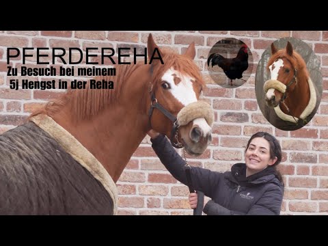 PFERDEREHA | vom beritt in die Rehaklinik - zu Besuch bei meinem 5J Hengst