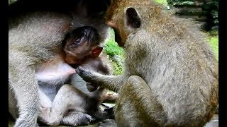 Who understand why Dee Dee do bad pull milk Popeye while baby Polly get| Popeye scare too much.