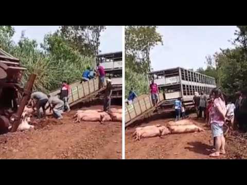 Camión que transportaba 200 cerdos volcó en Itapúa