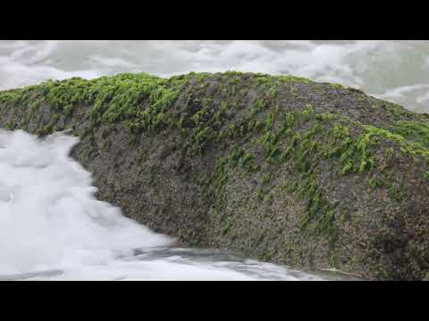 Algas nas pedras da Praia do Siriú - Garopaba - Santa Catarina