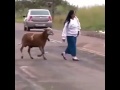 Rammy The Bad Man Goat