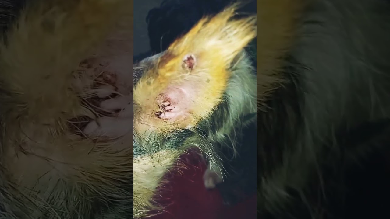 Cachorro raça SRD-ViraLata idade 2 anos nome Laurinha 