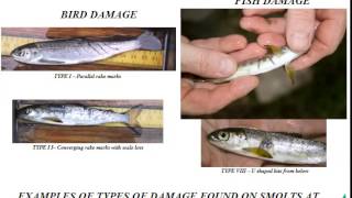 preview picture of video 'Kelso 2. Predation on Tweed Salmon Smolts.'