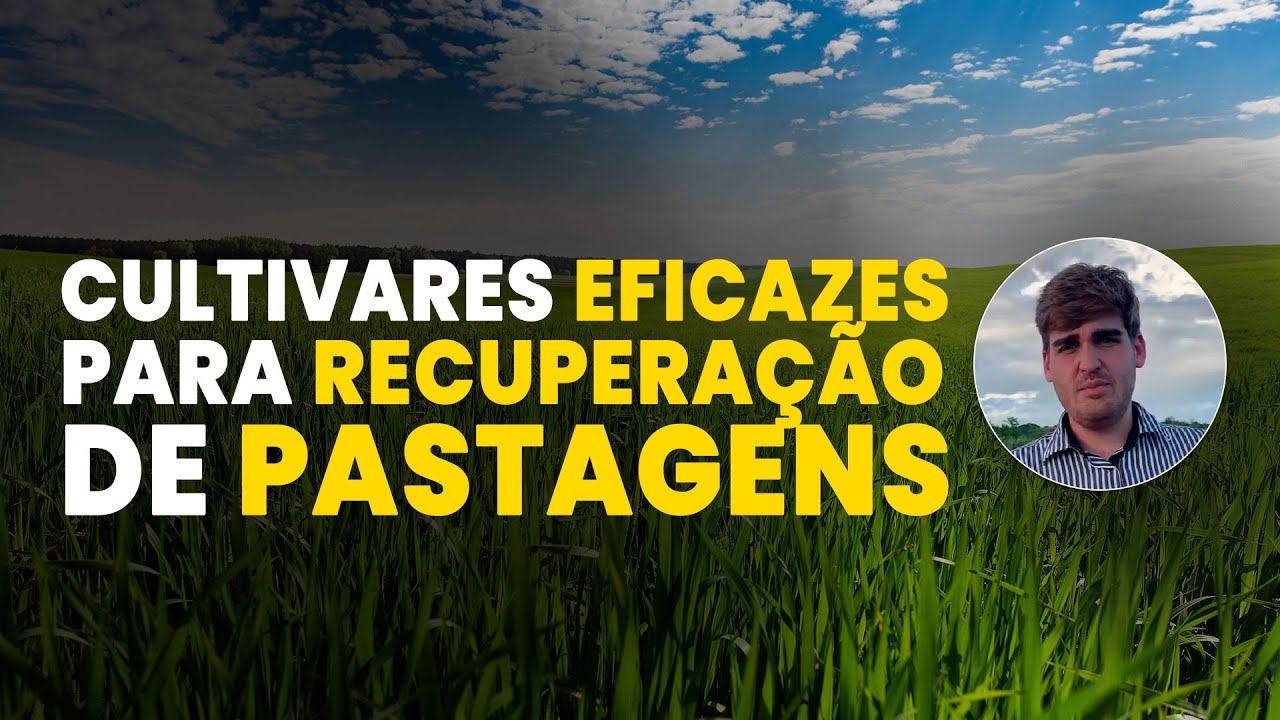 CULTIVARES EFICAZES PARA RECUPERAÇÃO DE PASTAGENS