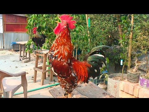 THE BIG ROOSTERS CROWING COMPILATION