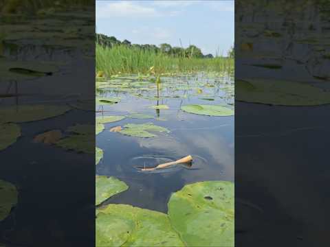 Wow! Amazing Hook Fishing video in Beel water #hook_fishing #bigfish #fishvideo #fishing #shorts