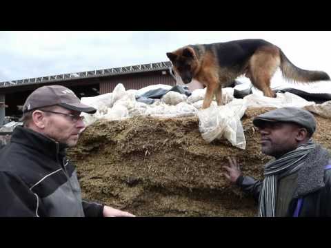 Help lets Save Africa