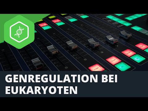 Genregulation bei Eukaryoten