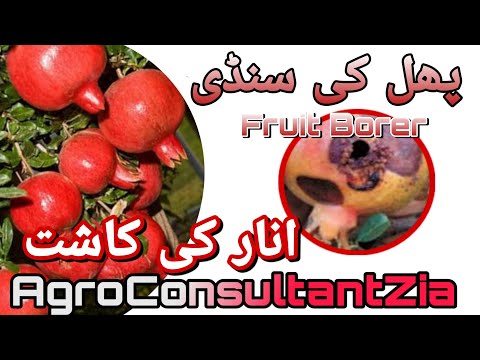 Fruit Borer: Pomegranate: Iran,Pakistan,India.