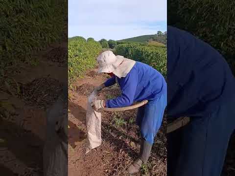 Notícias plantação de café Minas gerais Tuma Pov Quandu, poço dás trincheira Al,23/07/2026