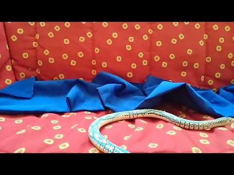 Die hungrige Schlange