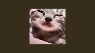 Cover art for the other woma