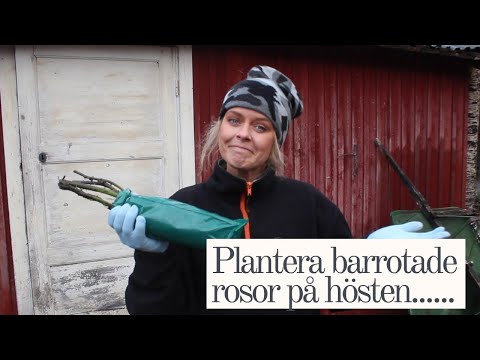 Plantera Barrotade Rosor på Hösten! Zon 7 i November!