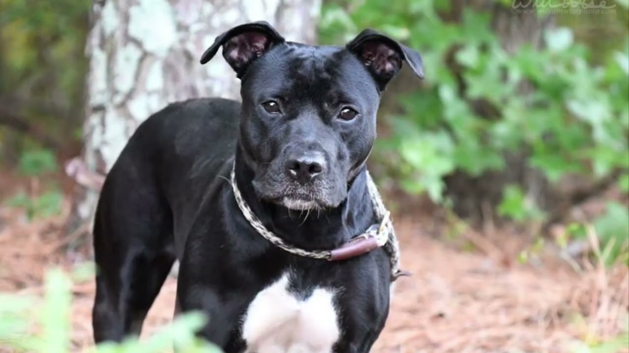 Enlarge Brigid, a Adoptable mixed breed in Monroe, GA video 6/6