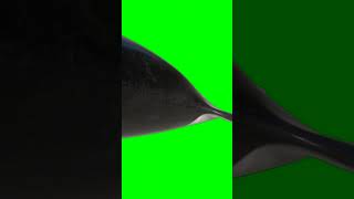 Download lagu Green Screen Whale | YT Shorts mp3