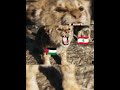 Iran Attitude Status Iran Saviour Of Islam Iran Lebanon Palastine Turgay Azergayjan Edit