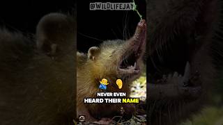 Download lagu The Venomous Mammal You’ve Never Heard Of 😳 mp3 Download lagu The Venomous Mammal You’ve Never Heard Of 😳 mp3