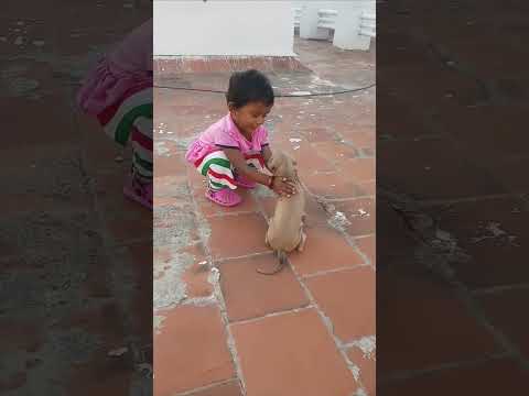 playing with 🐶Appu puppy......Her love for dog🤩
