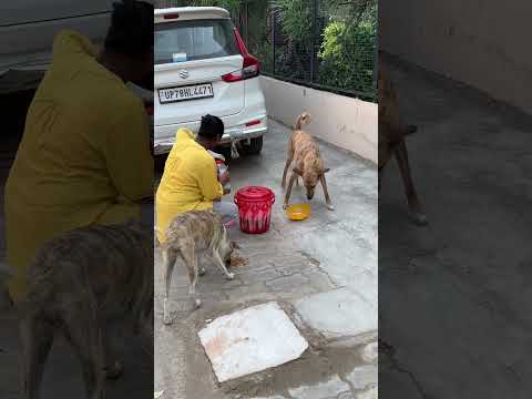 Bachche🐶🙈❤️##animallover #doglover #youteshorts