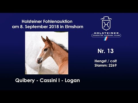 Holsteiner Fohlenauktion | Nr. 13 v. Quibery - Cassini I