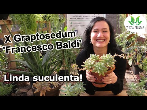 X Graptosedum 'Francesco Baldi' - Linda suculenta!